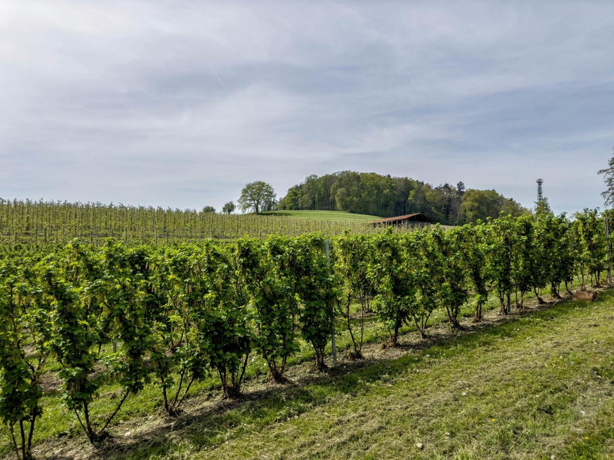 Ferienwohnung Lang Kressbronn am Bodensee Extérieur photo